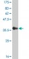 CHP Antibody (monoclonal) (M02)